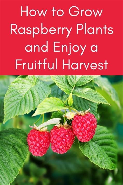 How To Grow Raspberry Plants And Enjoy A Fruitful Harvest In 2023 Raspberry Plants Growing