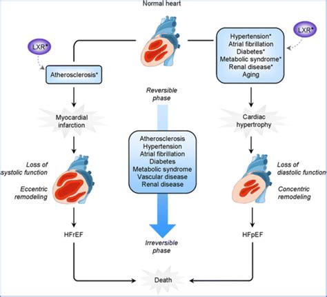 The Progression Of Atherosclerotic Vascular Disease Increases The Risk Download Scientific