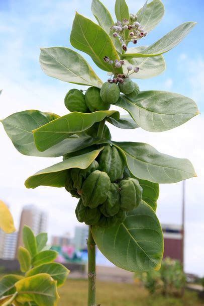 Calotropis Procera Free Stock Photos Images And Pictures Of