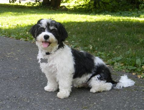 Havanese Dog Info, Temperament, Puppies, Pictures