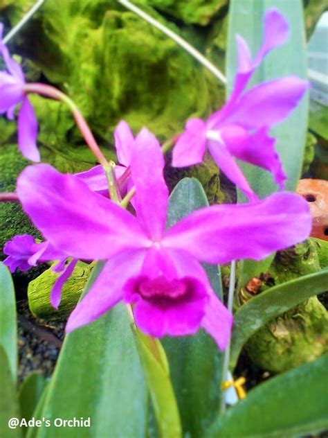 Ade S Orchid Cattleya Bowringiana Var Red