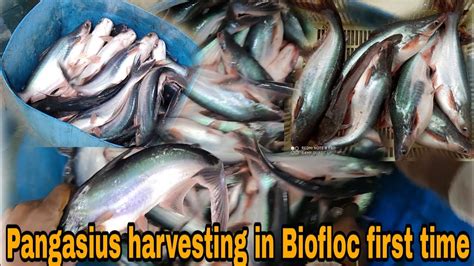 Biofloc Pangasius Harvesting In Biofloc System First Time Must Watch