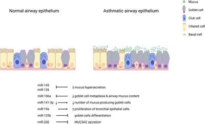 Frontiers Role Of Airway Epithelial Cell Mirnas In Asthma