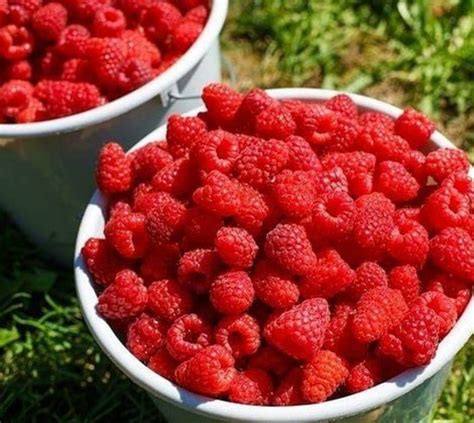 Solve Raspberries Jigsaw Puzzle Online With 20 Pieces