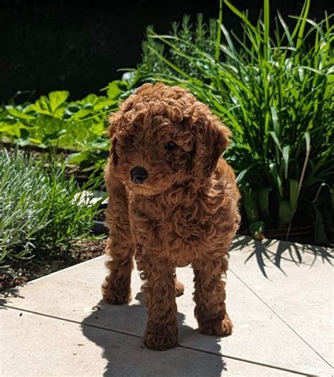 Der Welpensichere Garten Mit Spiel Spannung Und Spa Labradoodle