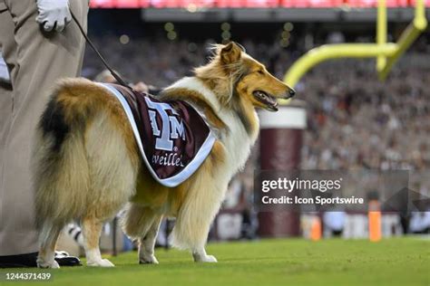 Aggie Mascot Photos and Premium High Res Pictures - Getty Images