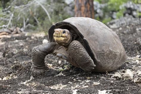 L incroyable renaissance de la tortue géante des Galápagos le mystère