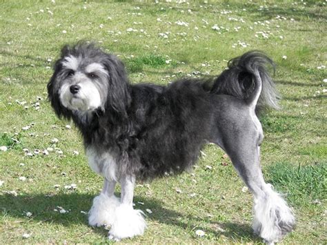 Lowchen (Little Lion Dog) Info, Temperament, Puppies, and Pictures