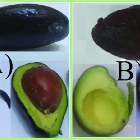 A Aguacate Criollo B Aguacate Hass Figure 1 A Creole Avocado B