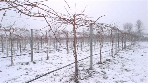 Winter pruning mini kiwi - MiniKiwi Farm