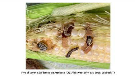 Status Of Corn Earworm Resistance To Bt Corn As We Start The 2020 Growing Season Youtube