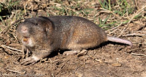 South East Texas 2020 Mammal Watching