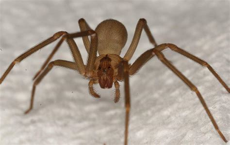 Texas Brown Recluse Spider