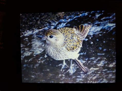 Tuesday 20th February 2024 Cornwall Birds CBWPS