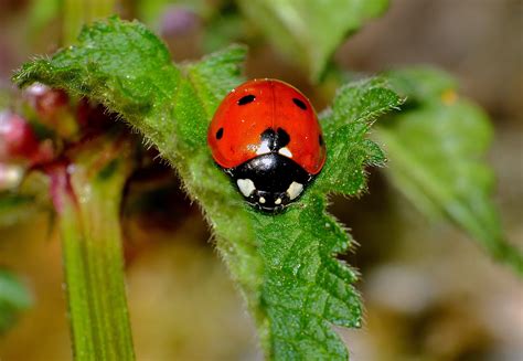 Banco De Imagens Natureza Flor Animais Selvagens Verde Inseto