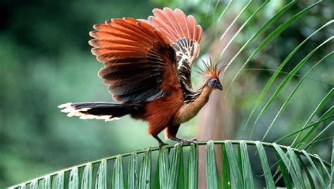 Guyana Tours - Natural Focus