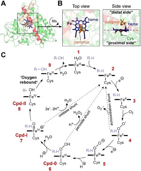 The Canonical Structure And Catalytic Cycle Of P450 Domain A The