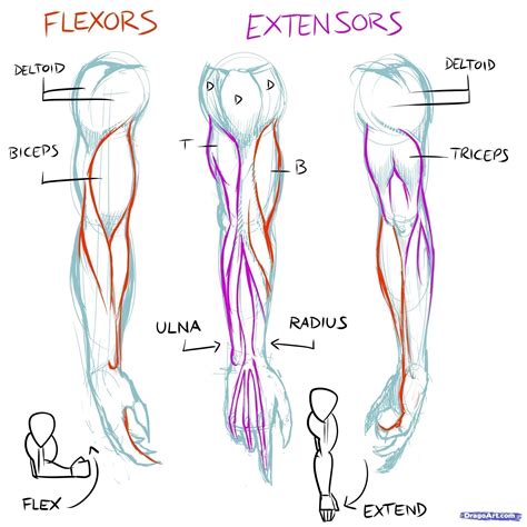 Muscles Line Of Pull How To Draw Muscles Step By Step Anatomy