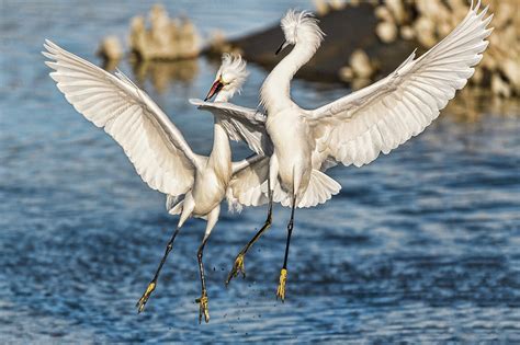 Egrets Territorial Fight Photograph By Joe Granita Fine Art America