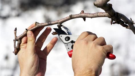 Tipos De Poda Y Por Qu Es Necesaria Jardinatis