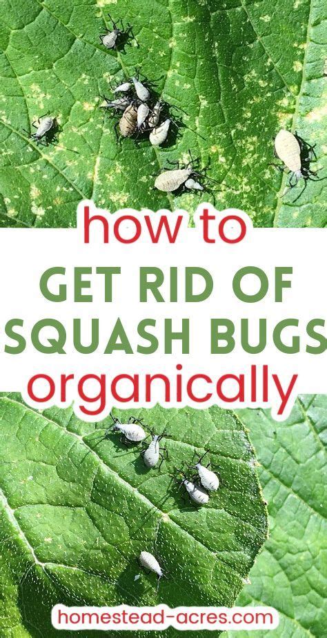 How To Get Rid Of Squash Bugs Squash Bugs Squash Backyard Vegetable