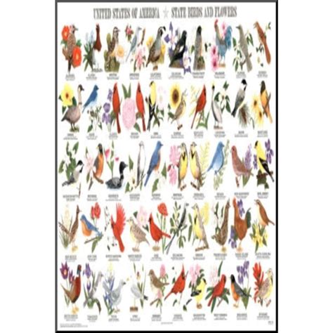 State Birds And Flowers Educational Chart Poster Mounted Print