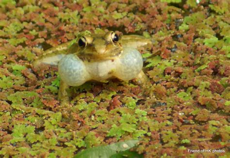 Photographic Wildlife Stories In UK Hong Kong Frogs Are Calling