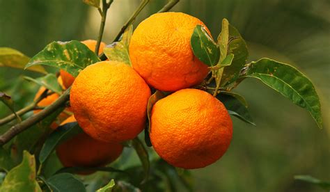 La mermelada de naranja amarga y sus múltiples beneficios Helios