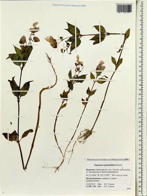 Mw Impatiens Glandulifera Specimen