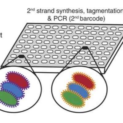 Single cell RNA sequencing library preparation (2-level sci-RNA-seq)