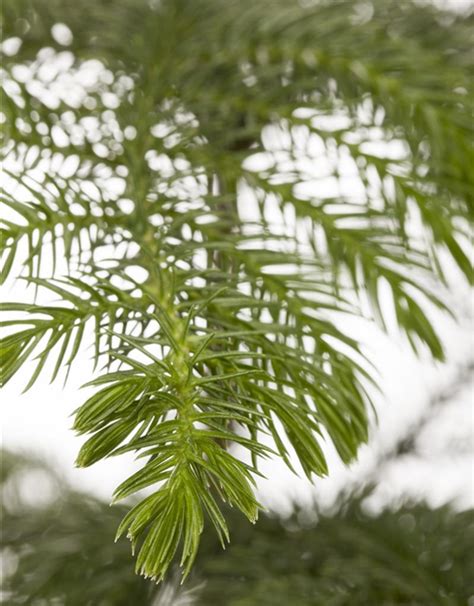 Araucaria Heterophylla Araukarie Zimmertanne G Rtnerei Schliebener