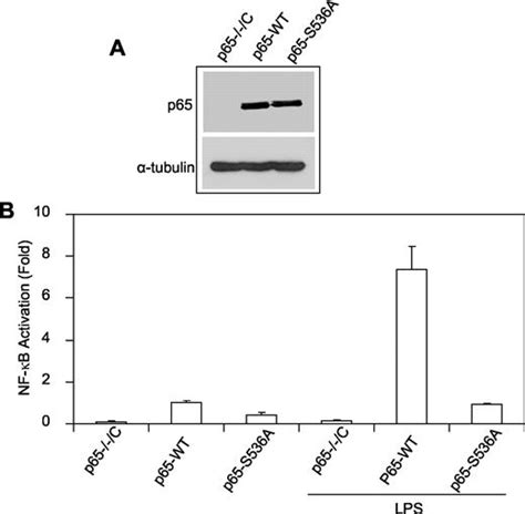 Ikkβ Plays An Essential Role In The Phosphorylation Of Relap65 On