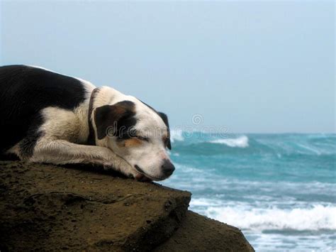 Sleeping Dog On The Beach Stock Photo Image Of Sand 249487088