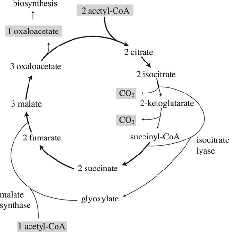 Tricarboxylic Acid Tca Cycle Electron Transport And 56 Off