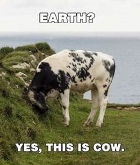 Best Cow Memes | Dairy Moos