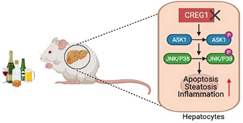 Hepatocyte Specific Deletion Of Cellular Repressor Of E1a Stimulated Genes 1 Exacerbates Alcohol