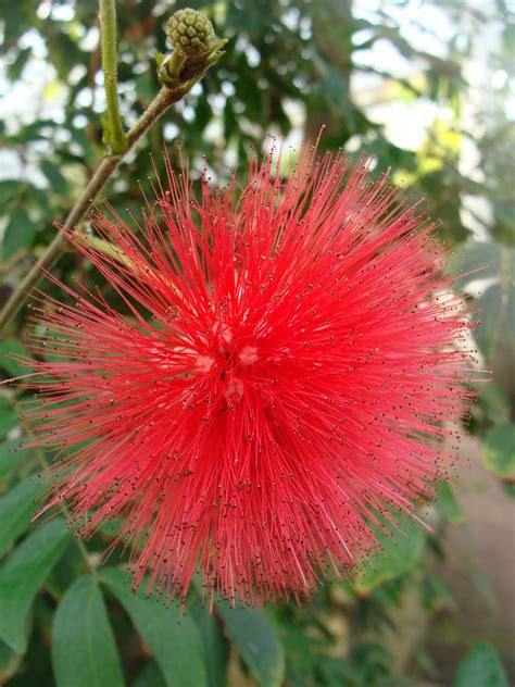 Botanic Garden Meise En Wikipedia Org Wiki Calliandra Flickr