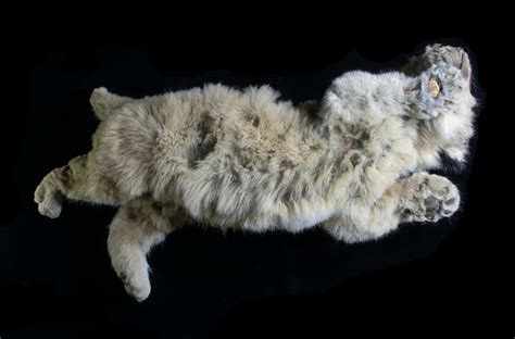 'Unique' Ice Age lion cubs found well-preserved in Siberian permafrost ...