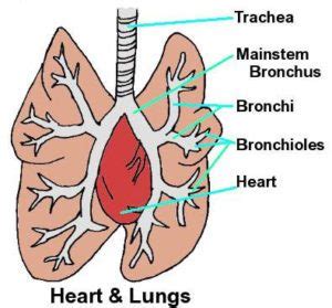 Chronic Bronchitis in Dogs - Urban Animal Veterinary Hospital