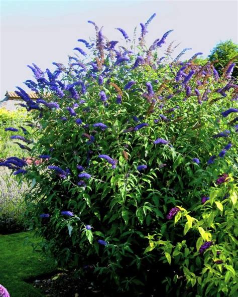 Буддлея Давида: посадка и уход в открытом грунте, выбор места