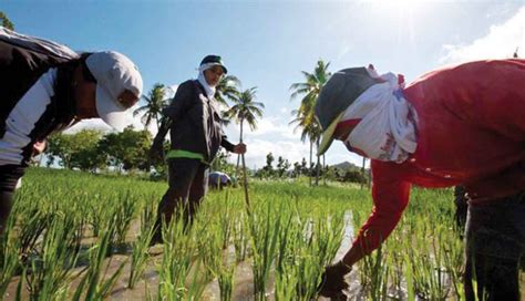 RCEP Trade Deal Will Hurt Local Farmers Agri Group