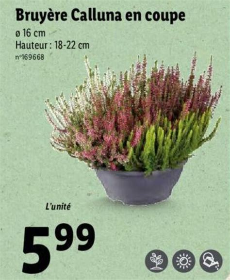 Promo Bruy Re Calluna En Coupe Chez Lidl