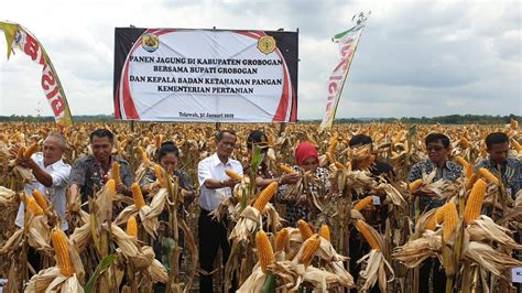 Kabupaten Grobogan Jawa Tengah Siap Penuhi Kebutuhan Jagung Peternak