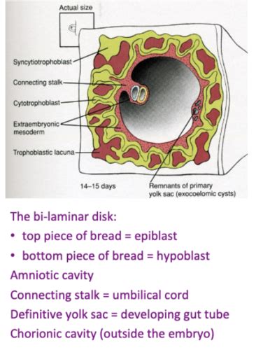 Dr Meyers Embryology Questions Histo Test Flashcards Quizlet