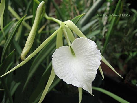 Plantfiles Pictures Species Orchid Lady Of The Night Brassavola Brassavola Nodosa By Kell