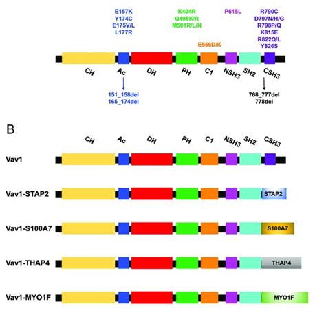 Mutationsdeletions And Fusions Of Vav1 Identified In T Cell