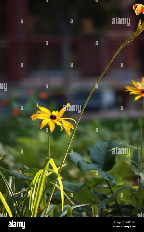 flowers and bees Stock Photo - Alamy