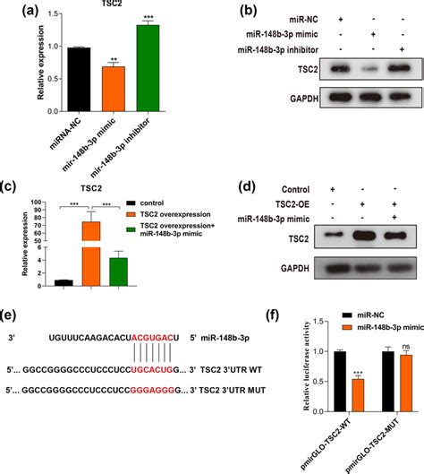 TSC2 Is The Direct Target Of MiR148b3p In Macrophages A B QRTPCR