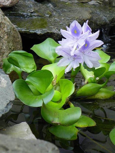 Water Hyacinth Floating Live Pond Plant For Pond Water Garden Aquarium With Images Water