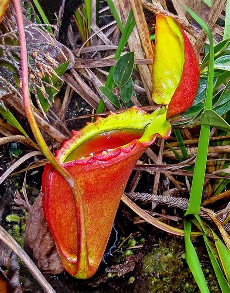 Nepenthes Rajah Monaco Nature Encyclopedia